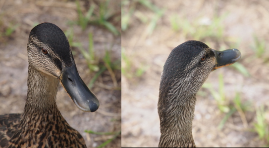 [Two views of the head of the same female mallard. The left image is looking down at her which nearly hides all of what little orange there is on her bill. The right image is viewing the right side of her head from the back and the orange at the edge of the bill is visible. ]